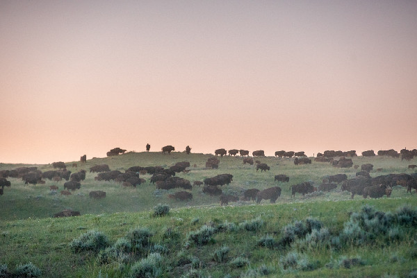 Durham Ranch Bison