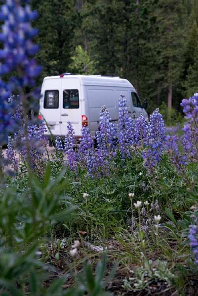 Nemo the van and Lupine