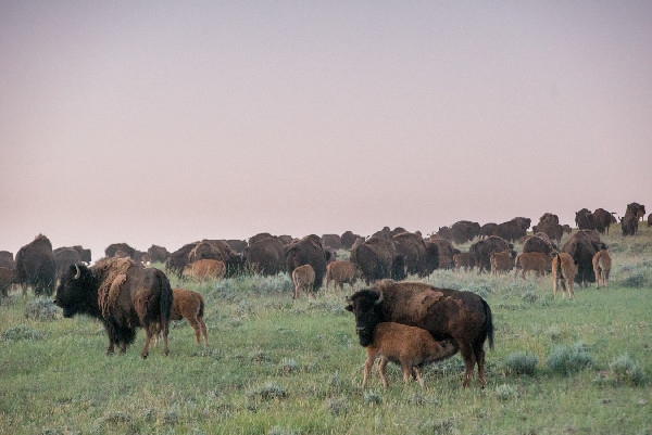 Durham Ranch Bison