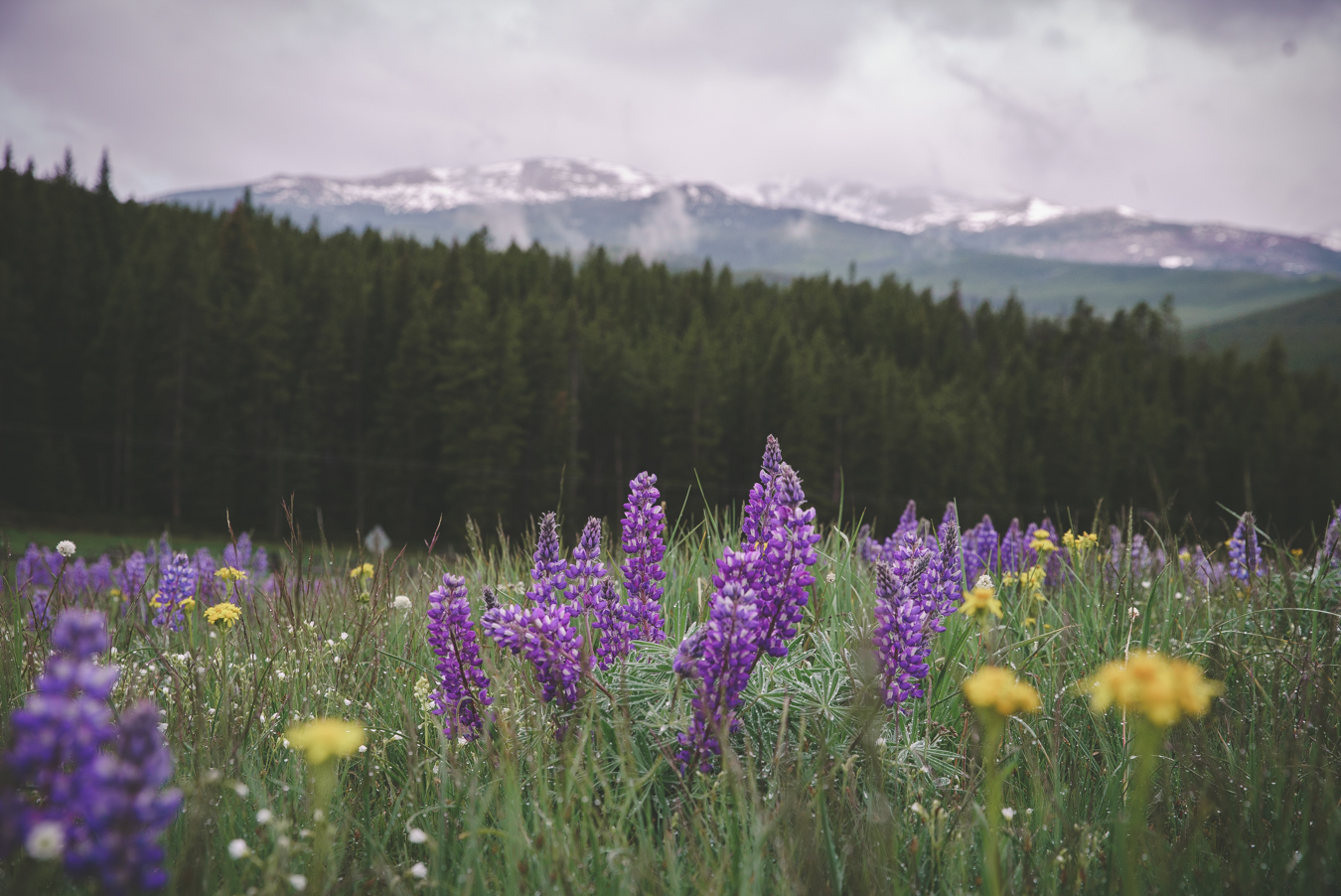 Lupine in Ten Sleep