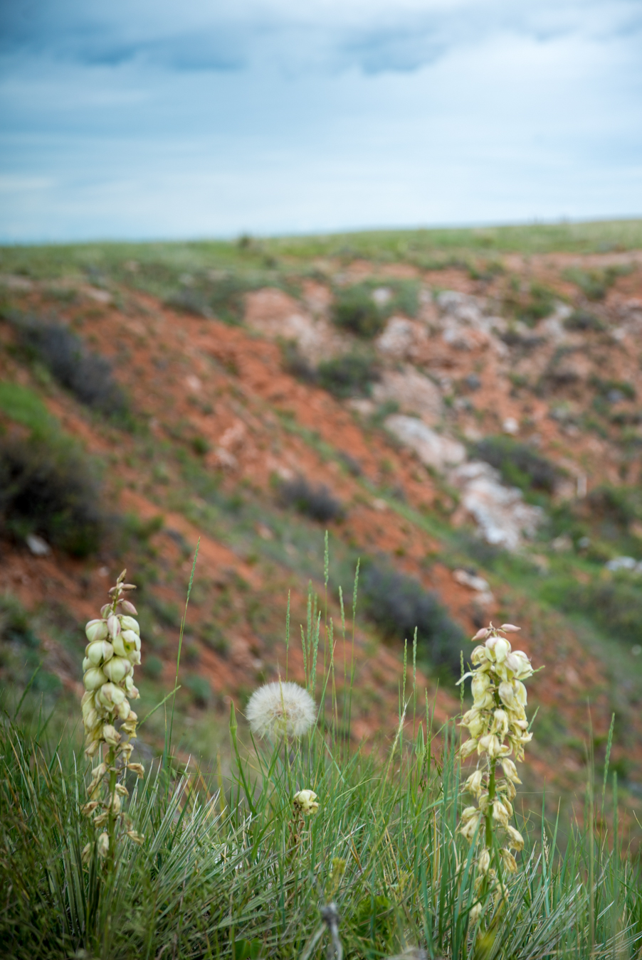 Vore Buffalo Jump