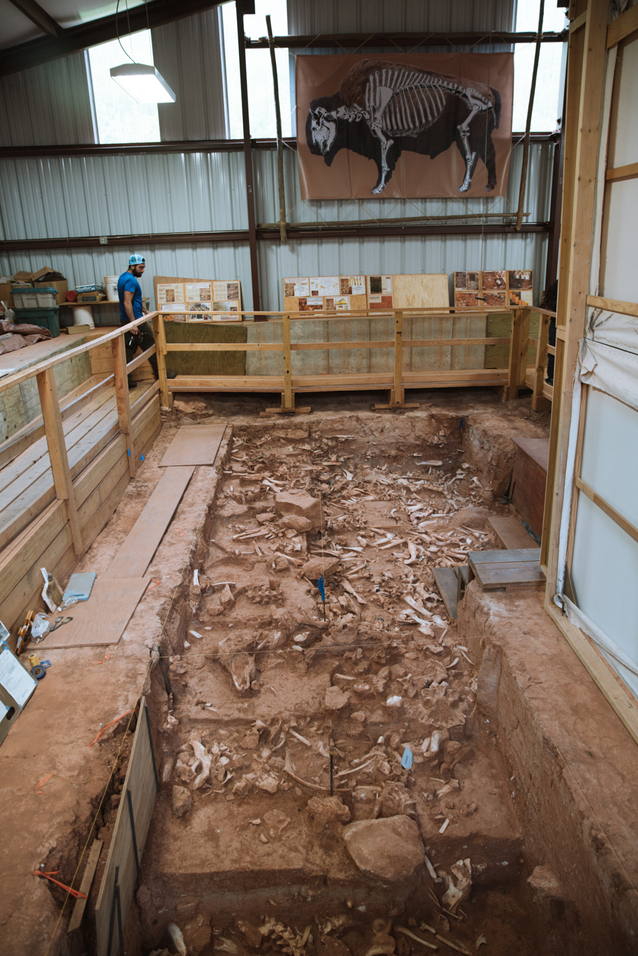 Bison remains at the bottom of the Vore Buffalo Jump