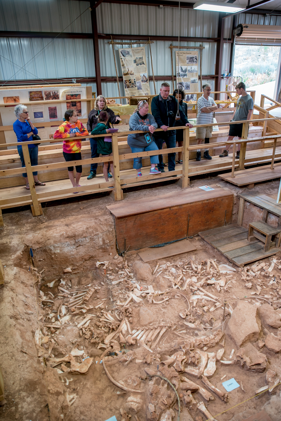 Bison remains at the bottom of the Vore Buffalo Jump