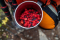 Picking Wild Berries